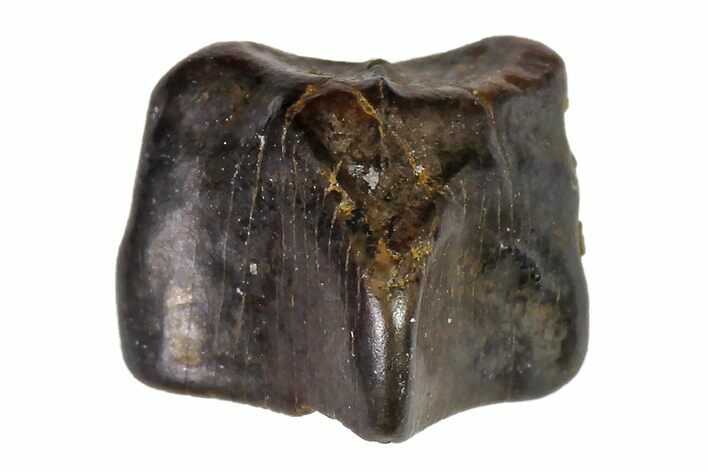 Fossil Hadrosaur (Edmontosaurus) Shed Tooth- Montana #110999